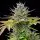 Royal Queen Seeds - AMG - Amnesia Mac Ganja - 3 Stk feminisiert
