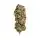 Royal Queen Seeds - AMG - Amnesia Mac Ganja - 3 Stk feminisiert