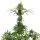 Royal Queen Seeds - AMG - Amnesia Mac Ganja - 3 Stk feminisiert