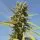 Royal Queen Seeds - AMG - Amnesia Mac Ganja - 3 Stk feminisiert