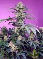 Sweet Seeds - Monster Maker® - 3+1 Stk feminisiert