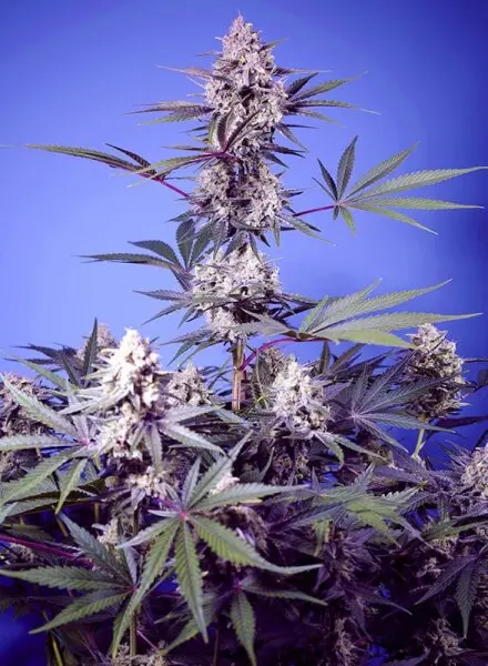 Sweet Seeds - Mental Rainbow F1 Fast Version® - 3+1 Stk feminisiert