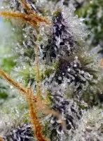 Sweet Seeds - Mental Rainbow F1 Fast Version® - 3+1 Stk feminisiert