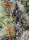 Sweet Seeds - Mental Rainbow F1 Fast Version® - 3+1 Stk feminisiert