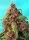 Sweet Seeds - Red Mandarine F1 Fast Version® - 3+1 Stk feminisiert