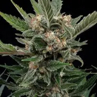 Royal Queen Seeds - Royal Gorilla - 3 Stk feminisiert