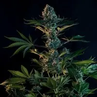 Royal Queen Seeds - Royal Gorilla - 3 Stk feminisiert