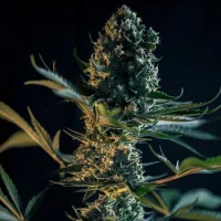 Royal Queen Seeds - Royal Gorilla - 3 Stk feminisiert