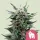 Royal Queen Seeds - Royal Gorilla - 3 Stk feminisiert