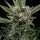 Royal Queen Seeds - Royal Gorilla - 3 Stk feminisiert