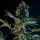 Royal Queen Seeds - Royal Gorilla - 3 Stk feminisiert