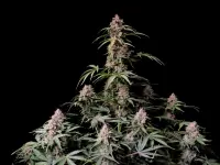 420 Fast Buds - Amnesia Z Auto - 3 Stk feminisiert