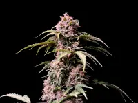 420 Fast Buds - Amnesia Z Auto - 3 Stk feminisiert
