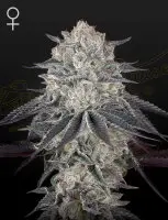 Green House Seed Co. - Fullgas! - 3 Stk feminisiert