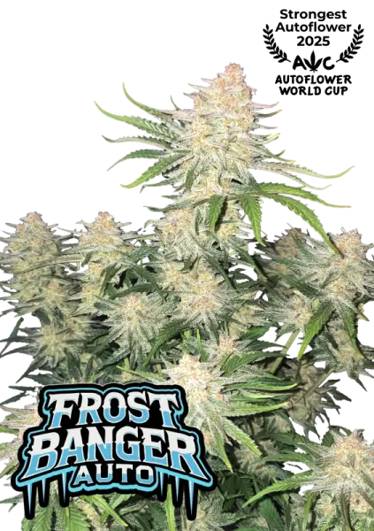 420 Fast Buds - Frostbanger Auto - 3 Stk feminisiert