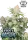 420 Fast Buds - Frostbanger Auto - 3 Stk feminisiert