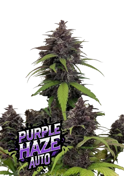 420 Fast Buds - Purple Haze Auto™ - 3 Stk feminisiert