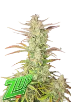 420 Fast Buds - Z-Up Auto - 3 Stk feminisiert
