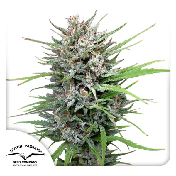 Dutch Passion - Passion #1® - 3 Stk feminisiert