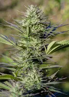 Dutch Passion - Passion #1® - 3 Stk feminisiert