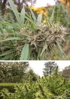 Dutch Passion - Passion #1® - 3 Stk feminisiert