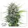 Dutch Passion - Passion #1® - 3 Stk feminisiert