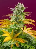 Sweet Seeds - Gorilla Girl F1 Fast Version® - 3+1 Stk...