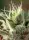 Sweet Seeds - Gorilla Girl F1 Fast Version® - 3+1 Stk feminisiert