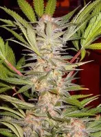 Sweet Seeds - S.A.D. Sweet Afgani Delicious F1 Fast...