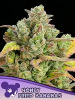 Anesia - Honey Fried Bananas - 3 Stk feminisiert