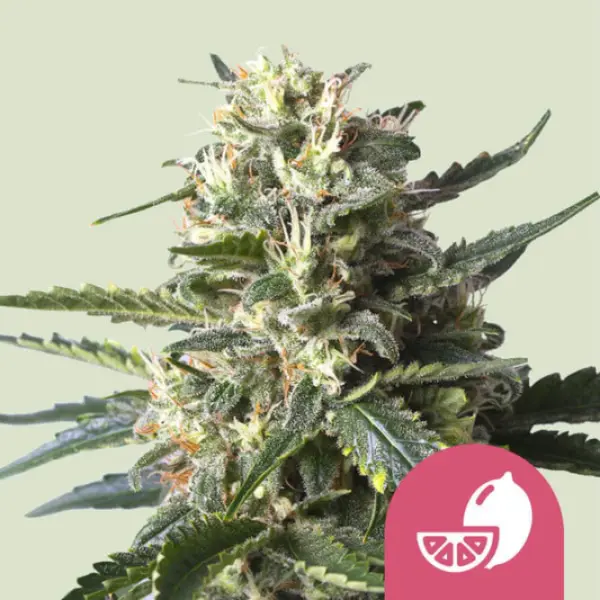 Royal Queen Seeds - Lemon Shining Silver Haze - 3 Stk feminisiert