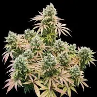 Royal Queen Seeds - Lemon Shining Silver Haze - 3 Stk feminisiert