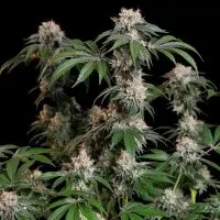 Royal Queen Seeds - Lemon Shining Silver Haze - 3 Stk feminisiert