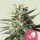 Royal Queen Seeds - Lemon Shining Silver Haze - 3 Stk feminisiert