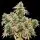 Royal Queen Seeds - Lemon Shining Silver Haze - 3 Stk feminisiert