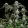Royal Queen Seeds - Lemon Shining Silver Haze - 3 Stk feminisiert