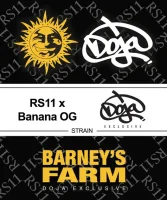 Barneys Farm - RS11 X Banana OG - 3 Stk fem.