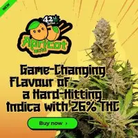 420 Fast Buds - Apricot Auto - 1 Stk feminisiert