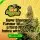 420 Fast Buds - Apricot Auto - 1 Stk feminisiert