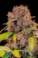 420 Fast Buds - Lemon Cherry Cookies Auto™ - 1 Stk feminisiert
