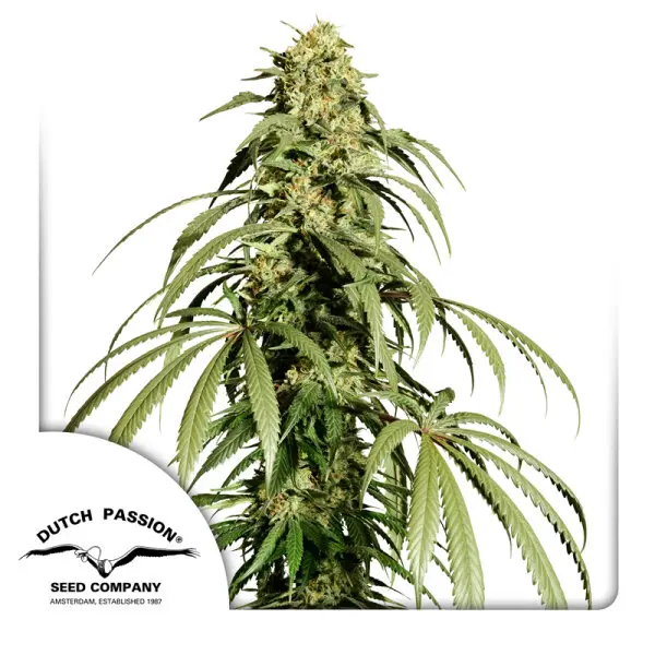Dutch Passion - Ice Cream Haze® - 3 Stk feminisiert