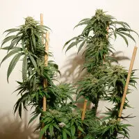 Dutch Passion - Ice Cream Haze® - 3 Stk feminisiert