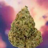 Dutch Passion - Ice Cream Haze® - 3 Stk feminisiert