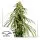 Dutch Passion - Ice Cream Haze® - 3 Stk feminisiert