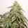 Dutch Passion - Ice Cream Haze® - 3 Stk feminisiert