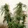 Dutch Passion - Ice Cream Haze® - 3 Stk feminisiert
