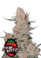 420 Fast Buds - Ztrawberriez Auto - 3 Stk feminisiert