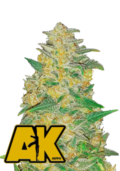 420 Fast Buds - Original AK Auto - 3 Stk feminisiert