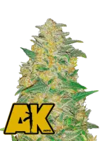 420 Fast Buds - Original AK Auto - 3 Stk feminisiert