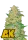 420 Fast Buds - Original AK Auto - 3 Stk feminisiert